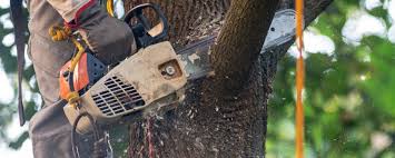 Best Tree Removal  in Mountain House, CA