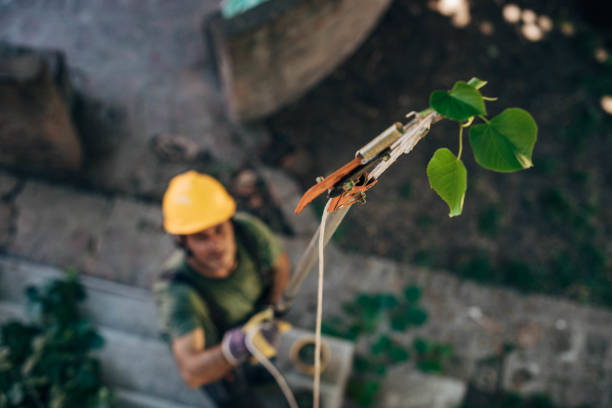 Best Utility Line Clearance  in Mountain House, CA