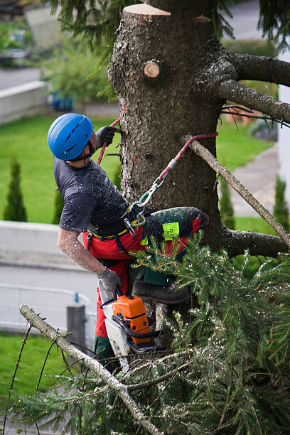 Best Palm Tree Trimming  in Mountain House, CA