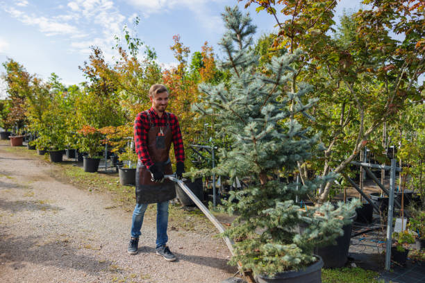 How Our Tree Care Process Works  in  Mountain House, CA